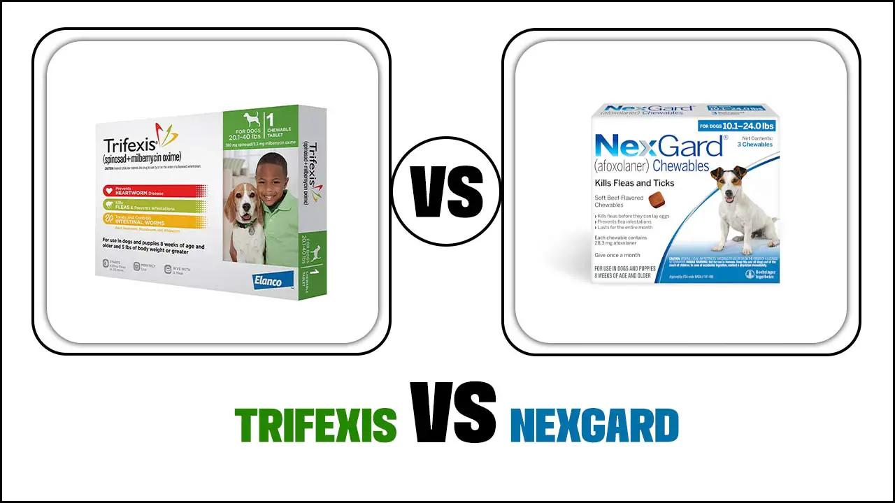 Trifexis Vs Nexgard – Which Is Better?