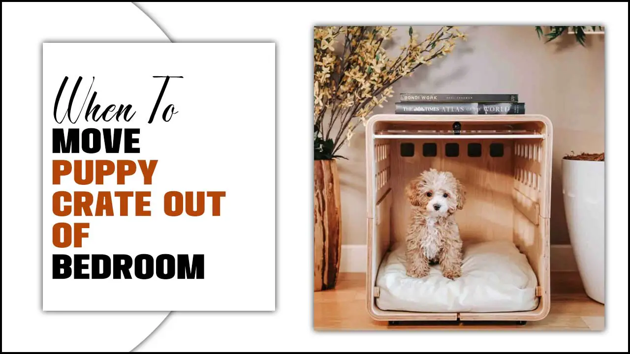 When To Move Puppy Crate Out Of Bedroom: Expert Advice