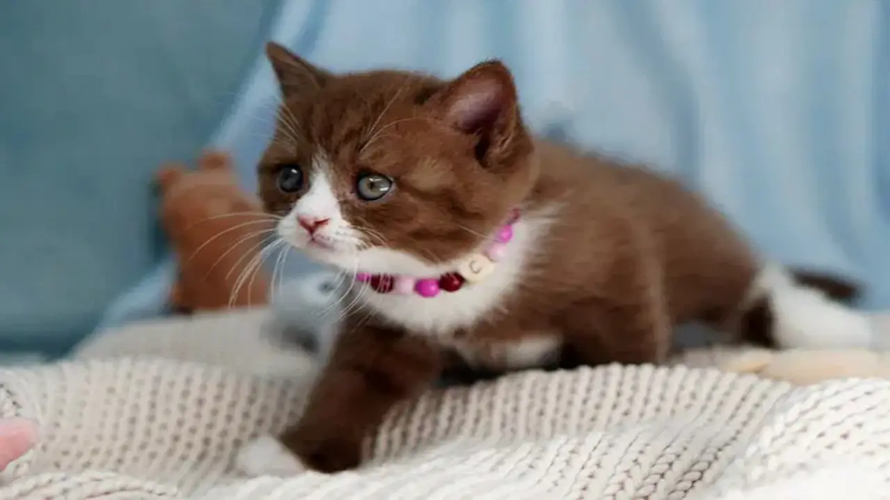 10 Best Chocolate Brown Kitten