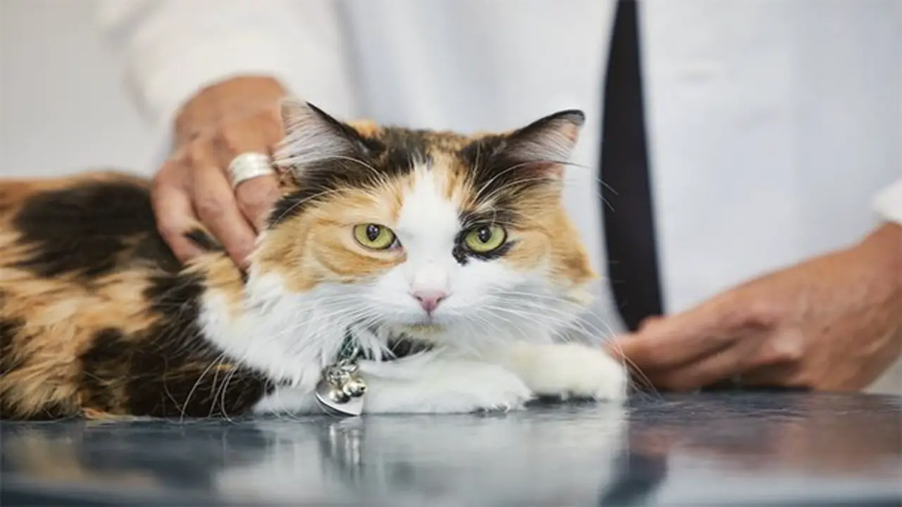 A Close Look At Cat Fur Texture: How It Affects Grooming, Health, And Appearance