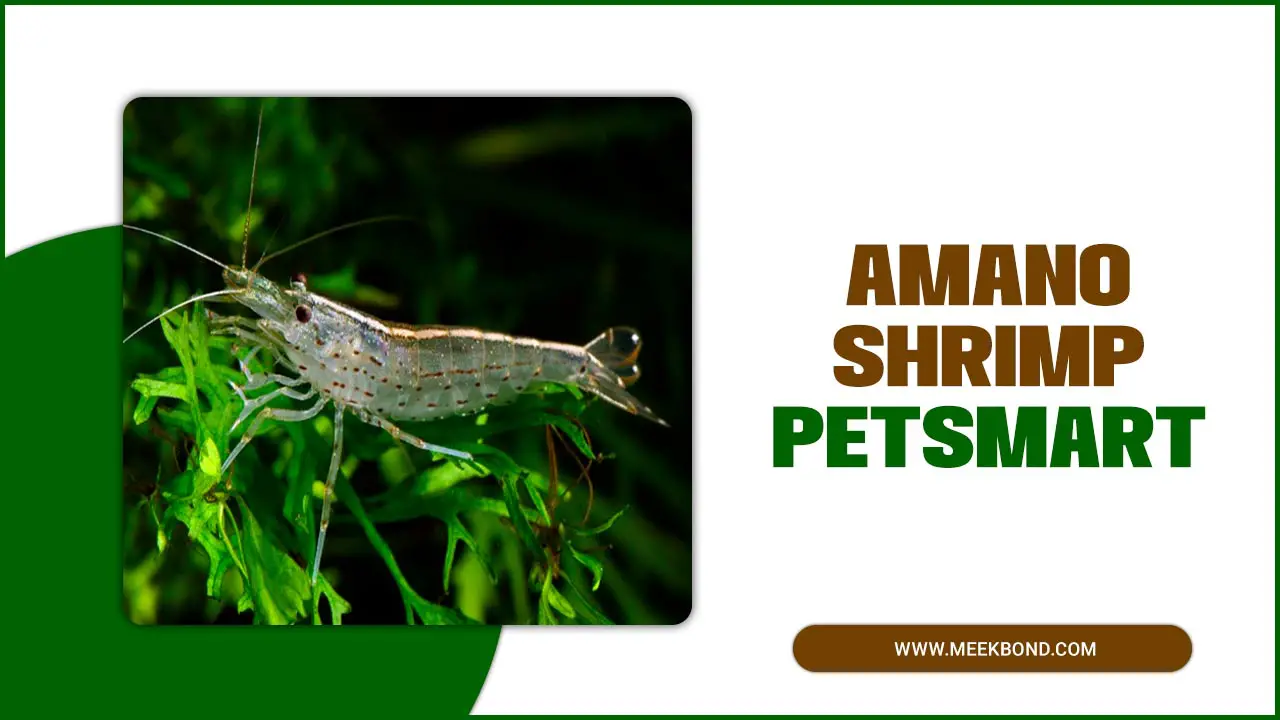 Amano Shrimp Petsmart Supplies & Shrimp Tank Accessories