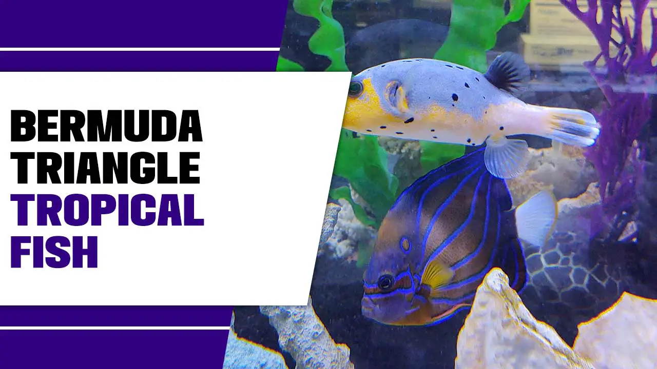 Bermuda Triangle Tropical Fish: Everything You Need To Know