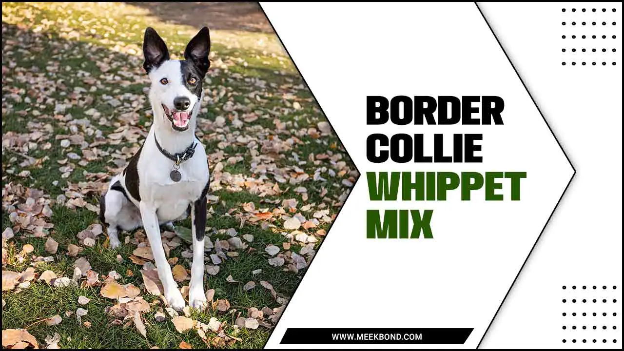 Border Collie Whippet Mix: Everything You Need To Know