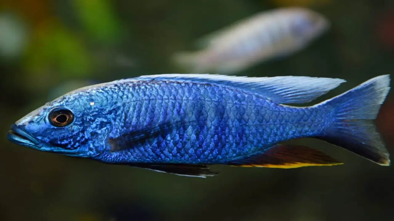 Breeding Electric-Blue Cichlids