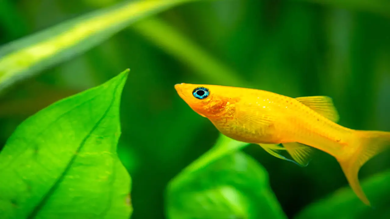 Breeding Habits Of Molly Fish- A Peek Into Their Reproductive Life