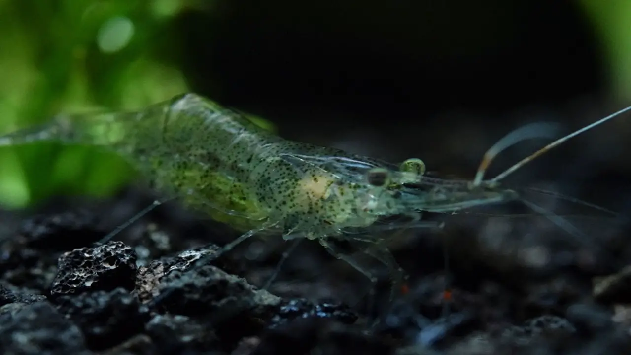 Caring For Your Ghost Shrimp
