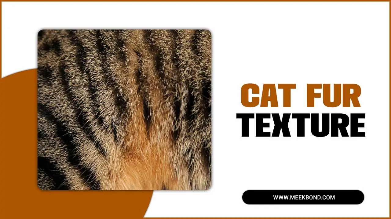 From Short To Long: Variations Of Cat Fur Texture