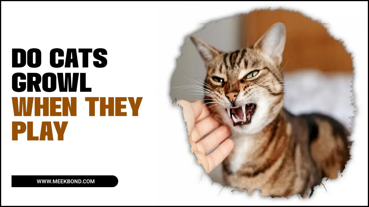 Why Do Cats Growl When They Play – Explain In Detail