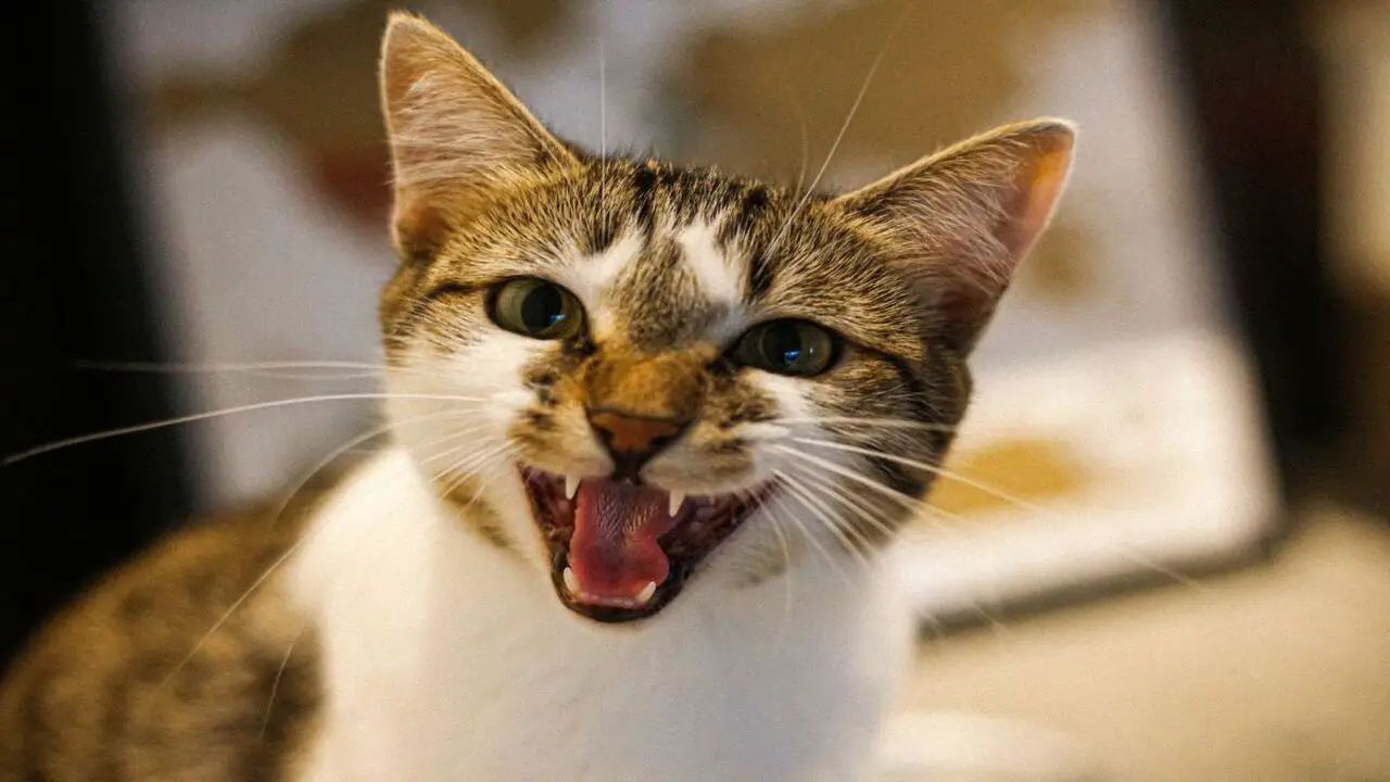 Causes Of Spoiled Behavior In Cats