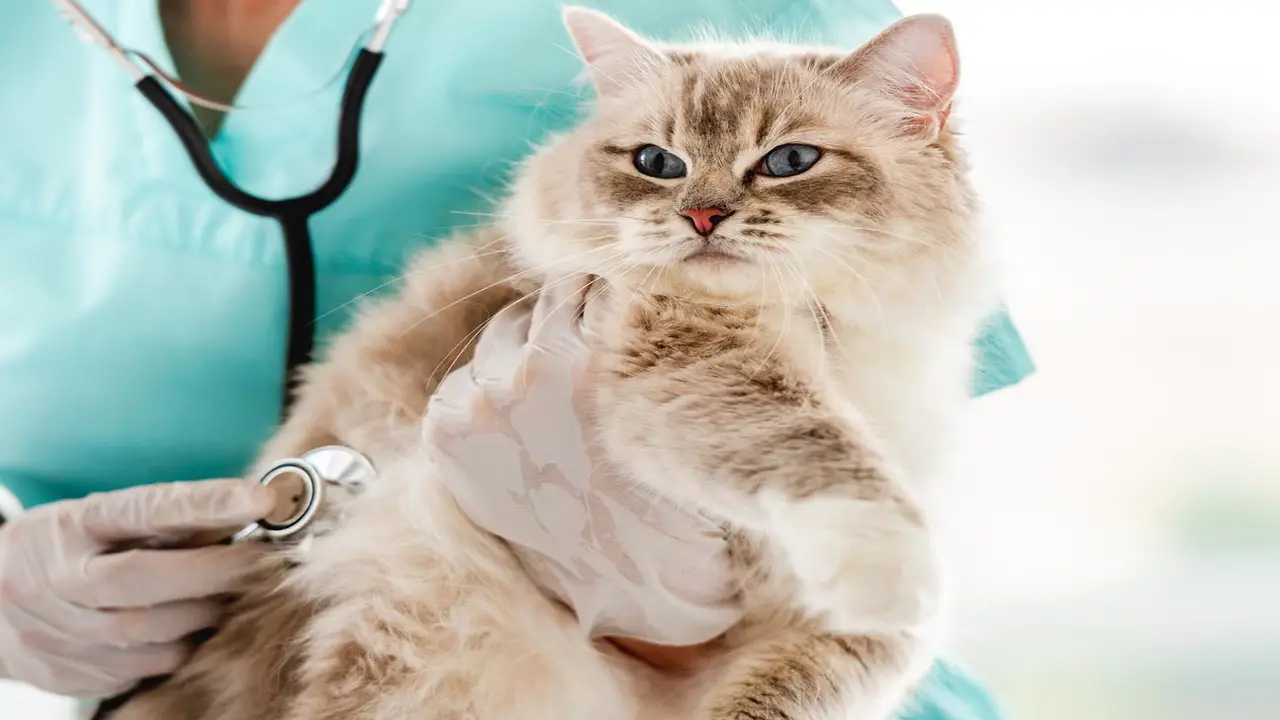 Causes Of Vaginal Discharge In Cats