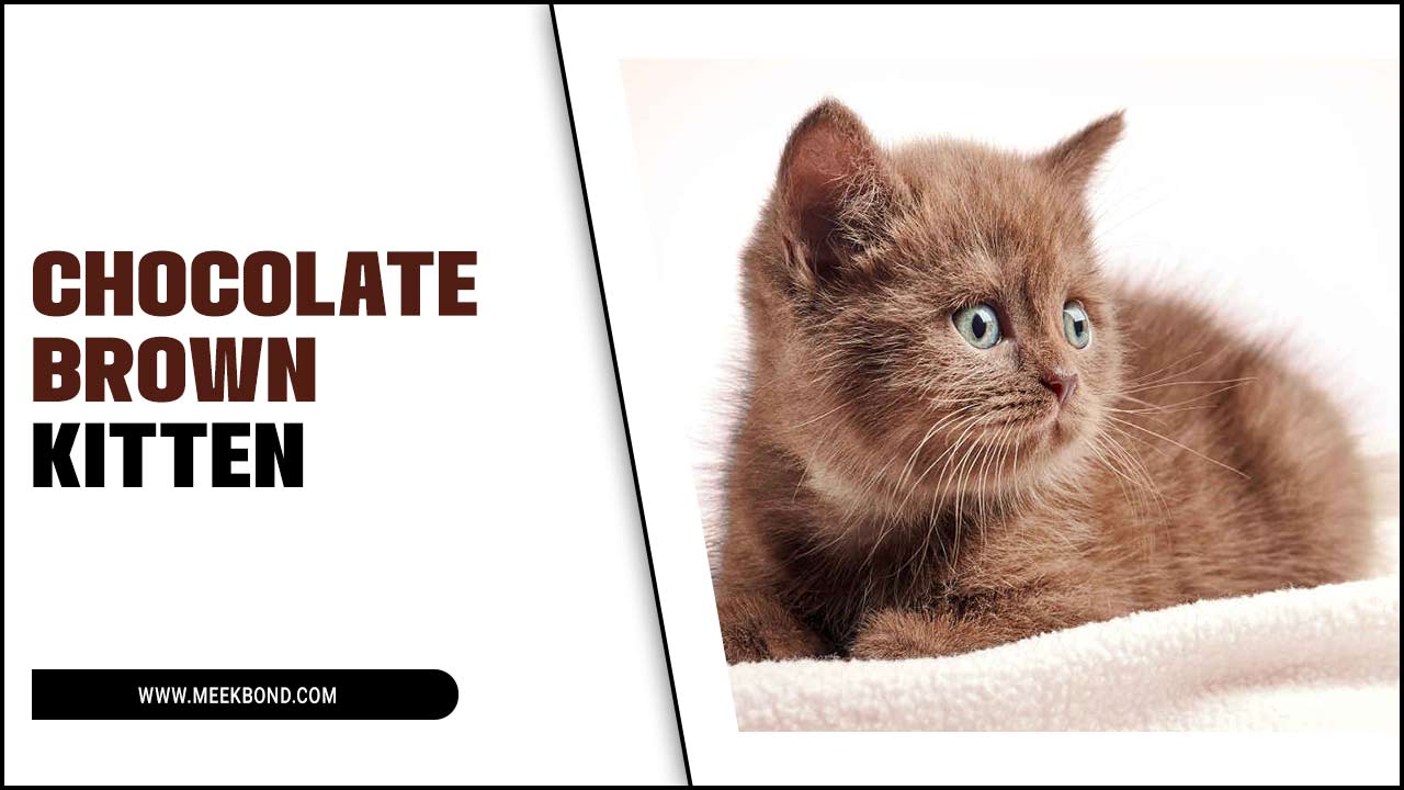 Embrace Cuteness: Chocolate Brown Kitten Delight