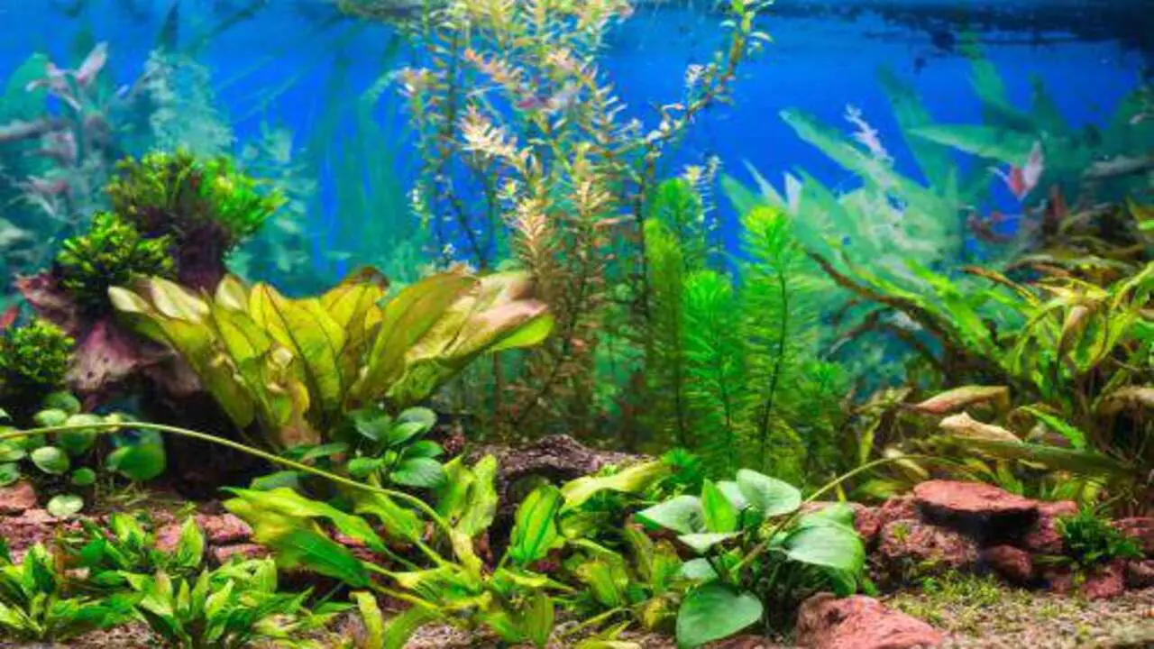 Choosing The Right Fish And Plants For Your Aquarium