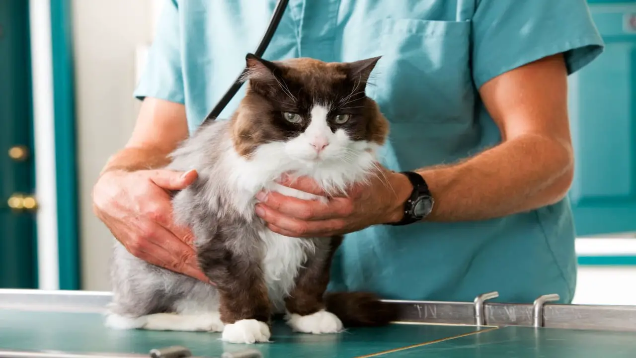 Common Causes And Treatment Cat Hernia After Spay