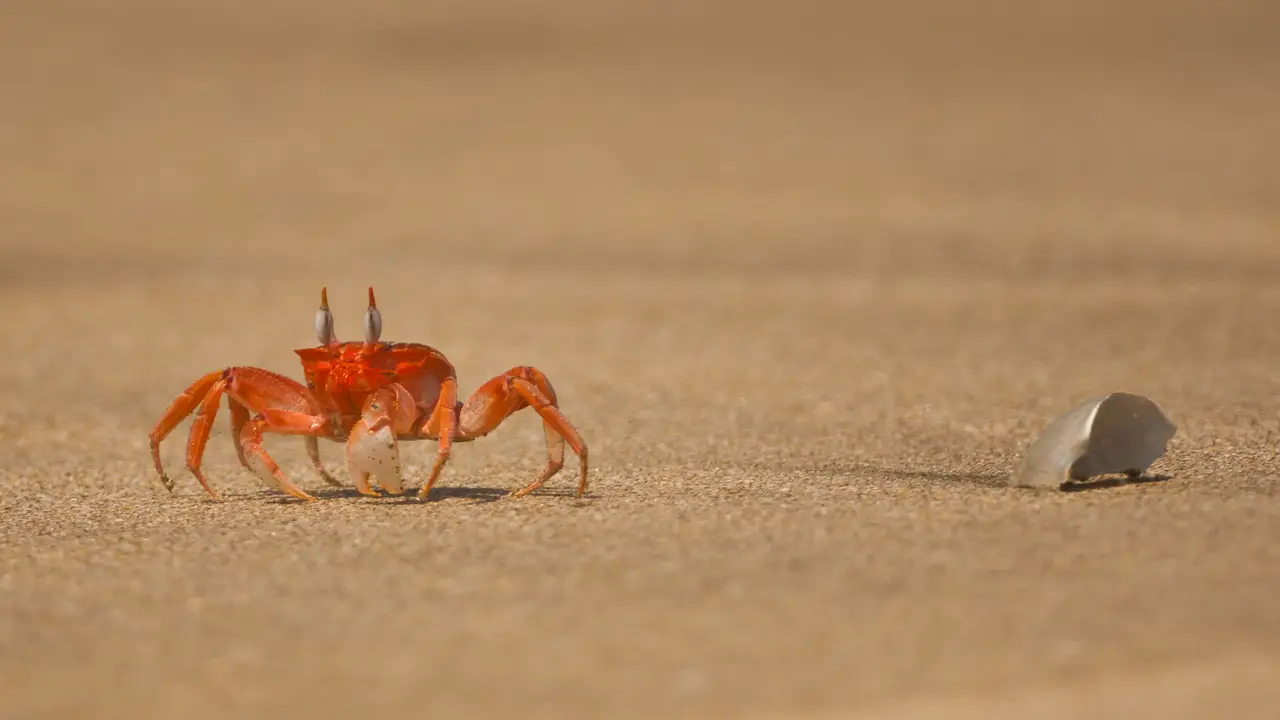 Crabs: The Scavengers