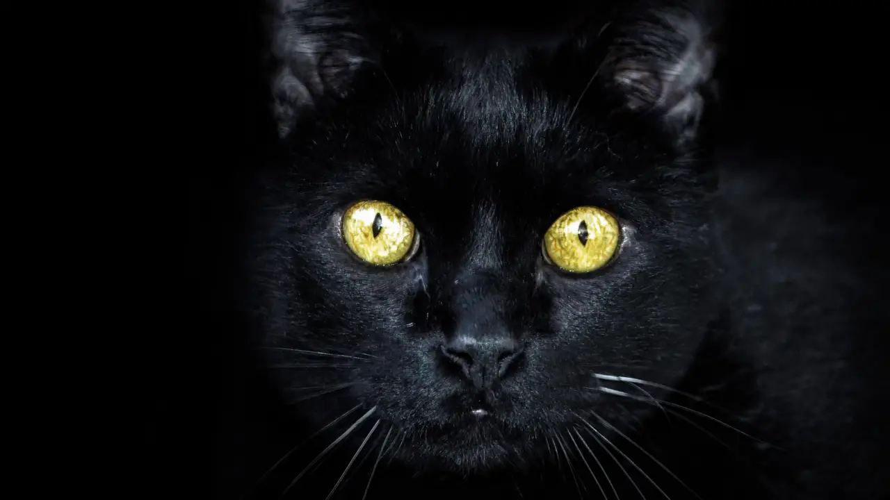 Darkness Won't Harm Cats