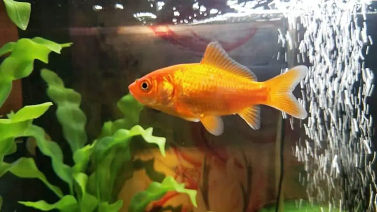 Different Types Of Goldfish-Silver Available In The Market