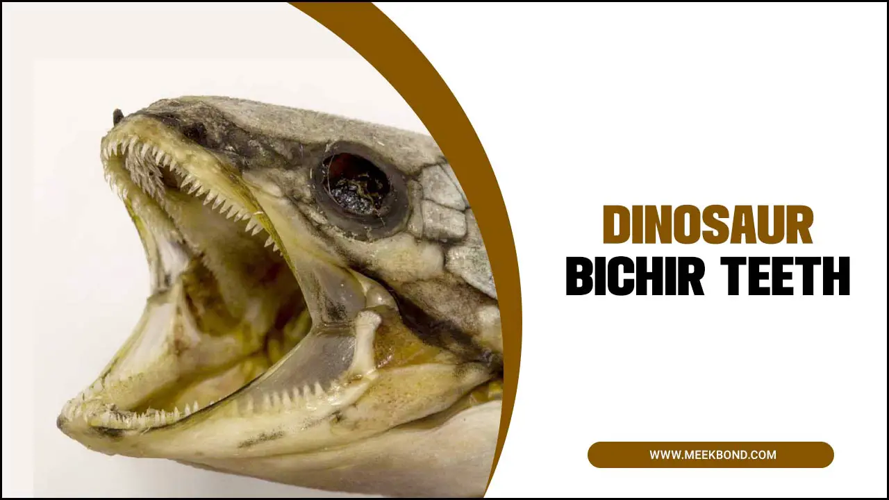 Keeping Dinosaur Bichir Teeth Healthy And Strong