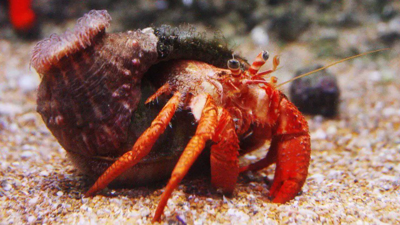 Distinguishing Male From Female Red Claw Crabs