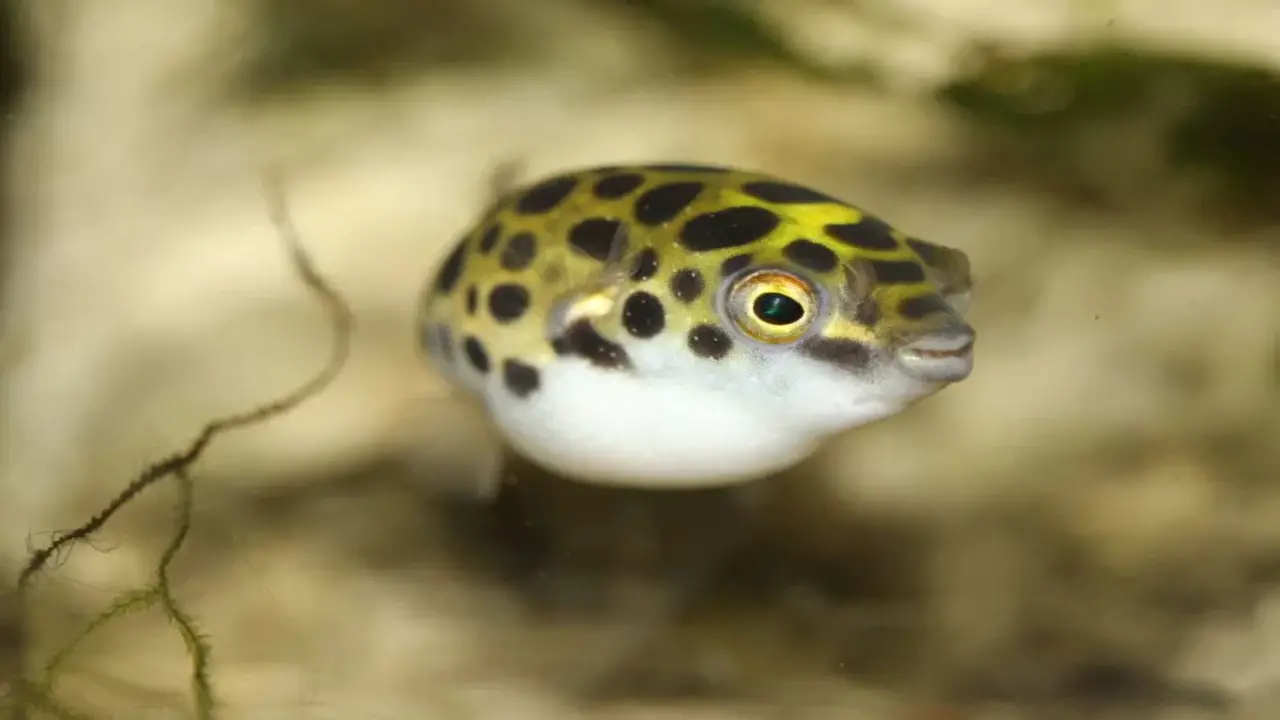 Do Pea Puffers Puff Up - Reasons And Treatment