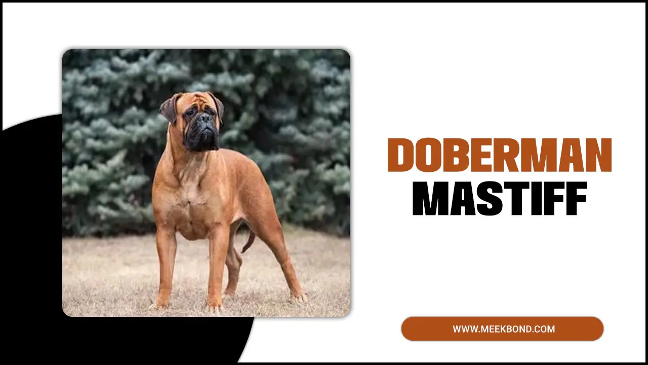 The Ultimate Guide To Doberman Mastiffs: Everything You Need To Know