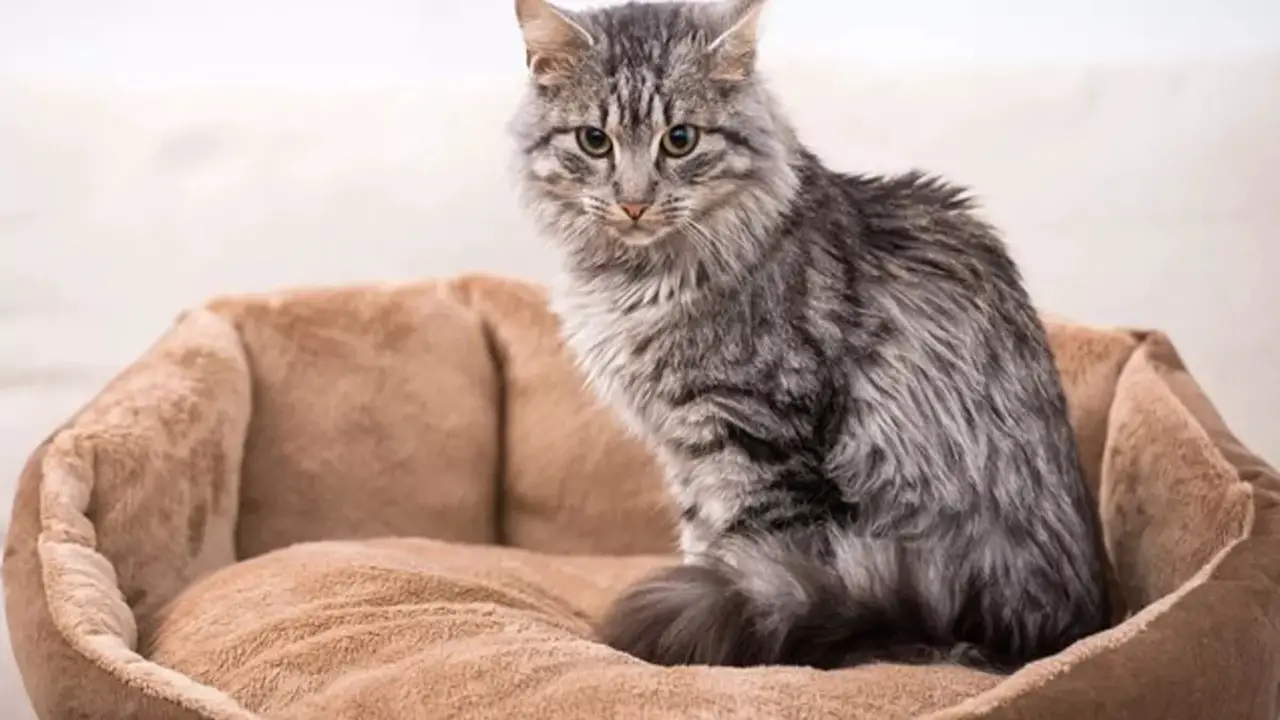 Domestic Medium Hair Cats - Facts & Care
