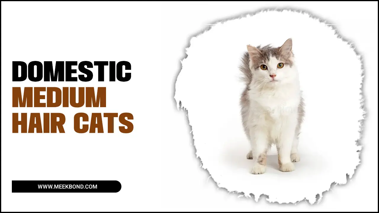 Domestic Medium Hair Cats – What You Need To Know