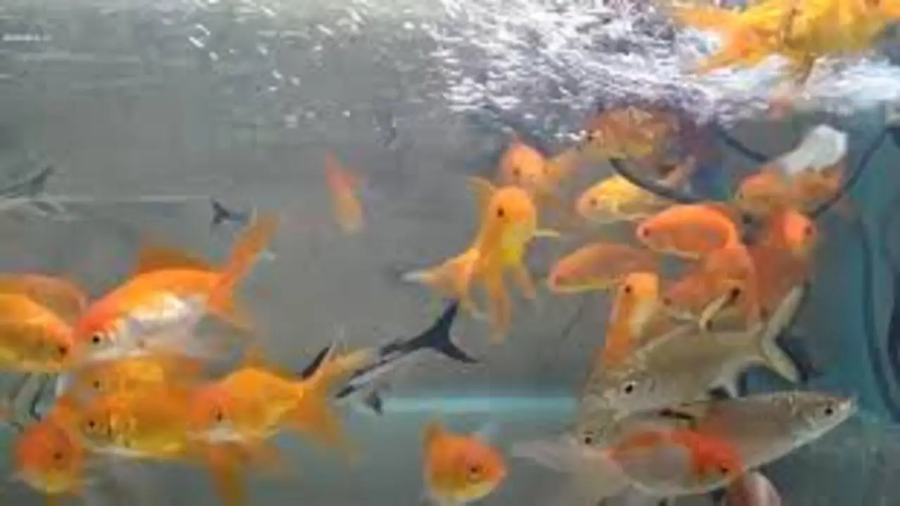 Factors To Consider When Choosing Goldfish-Silver For Your Aquarium