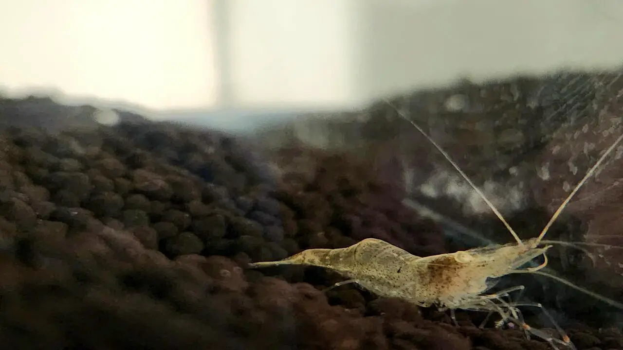 Ghost Shrimp Petco Why Petco Is The Best Choice For Buying Ghost Shrimp