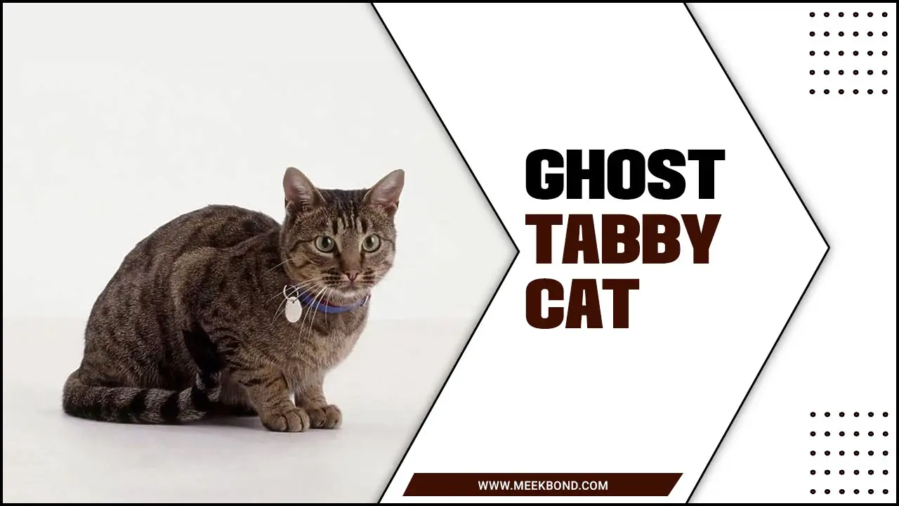 Ghost Tabby Cats: The Rare And Unique Breed