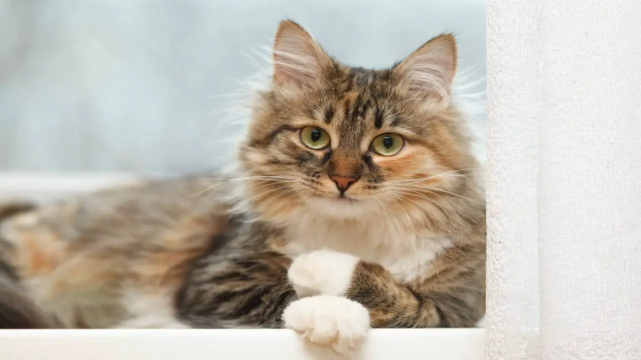 Grooming Tips For Long-Haired Cats