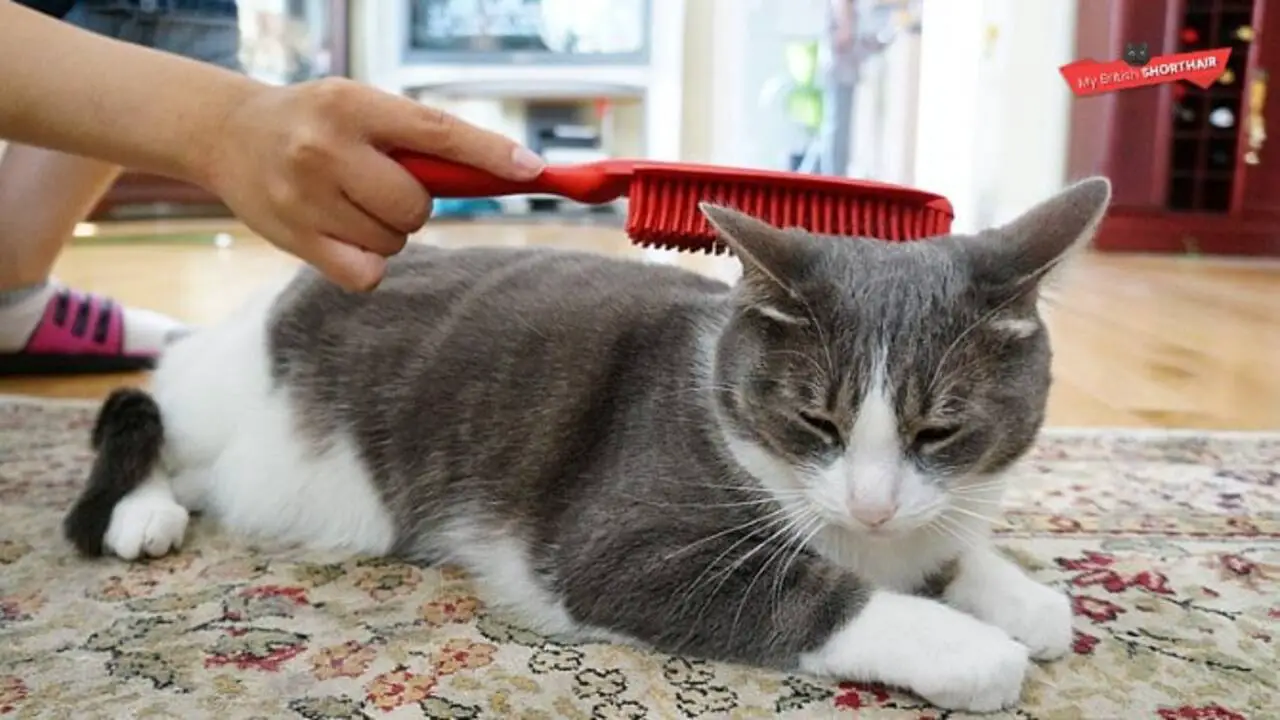 Grooming Tips For Short-Haired Cats