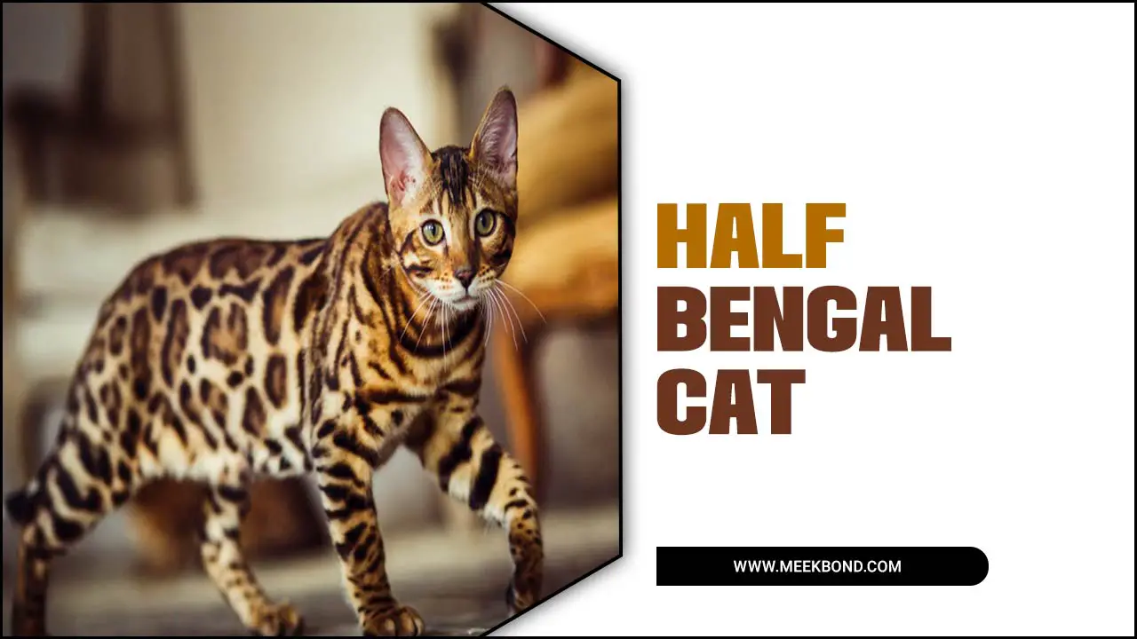 How Do You Know If Your Cat Is Half Bengal Cat? – What You Should Know