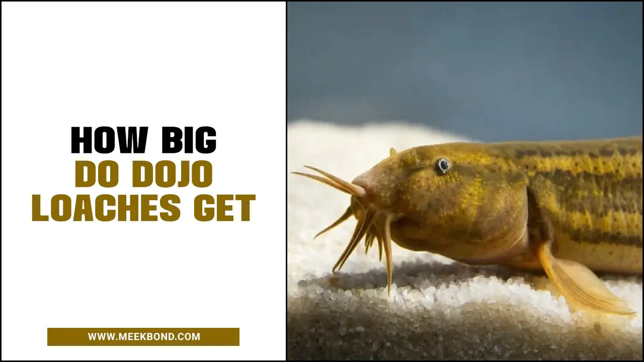 How Big Do Dojo Loaches Get: Everything You Need To Know