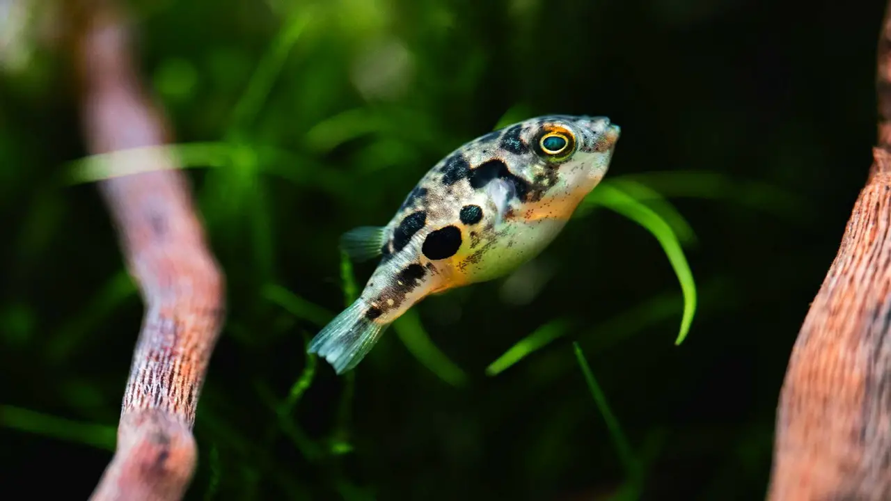 How Can You Tell If A Pea Puffer Is Healthy