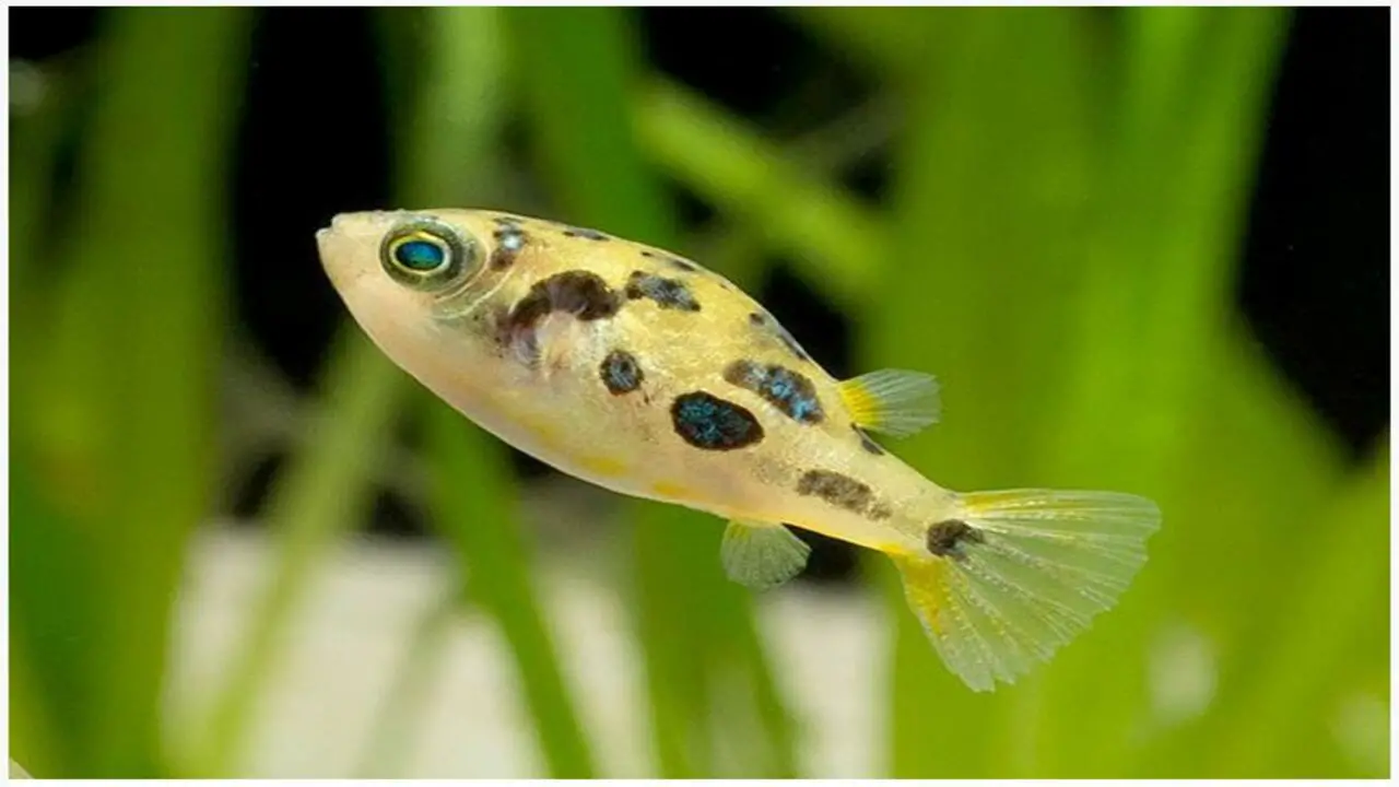How Can You Tell If A Pea Puffer Is Stressed