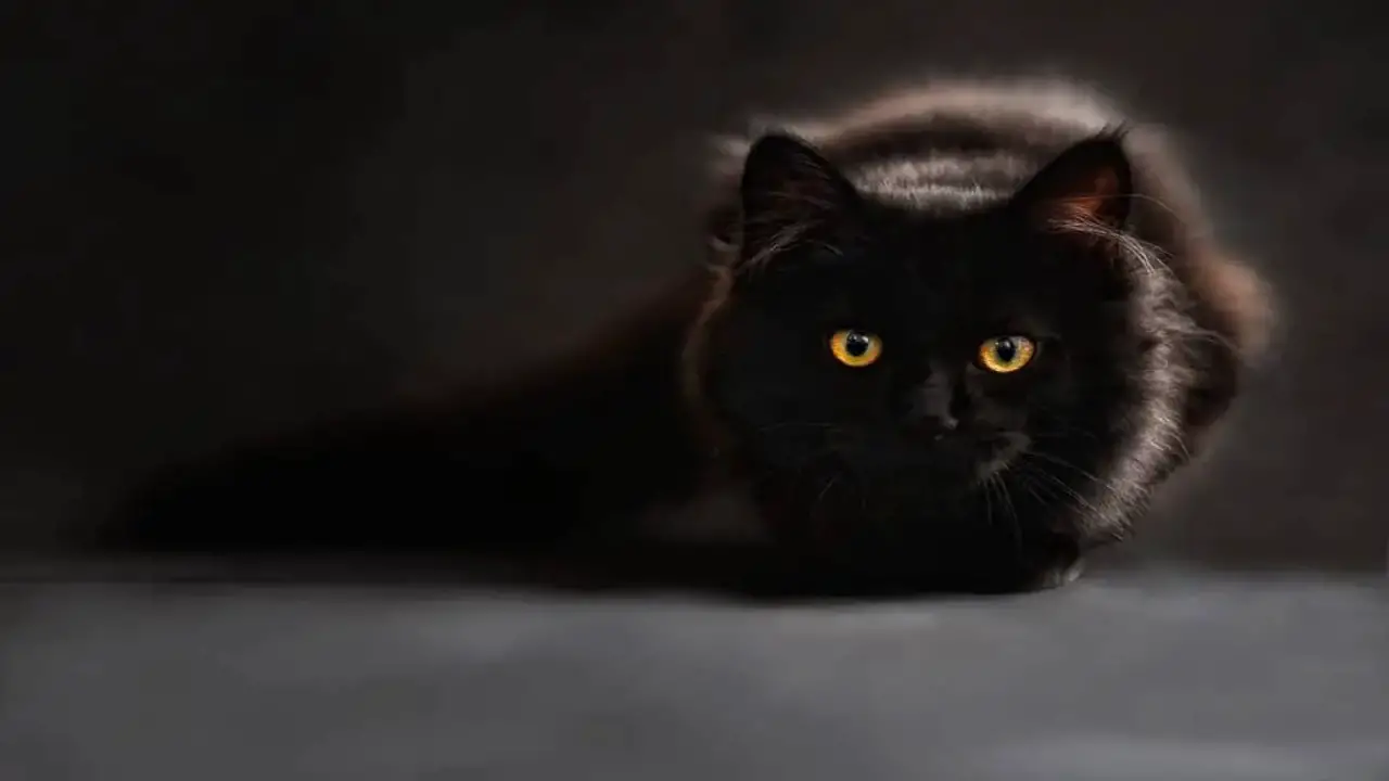 How Can You Tell If Your Cat Is Afraid Of The Dark