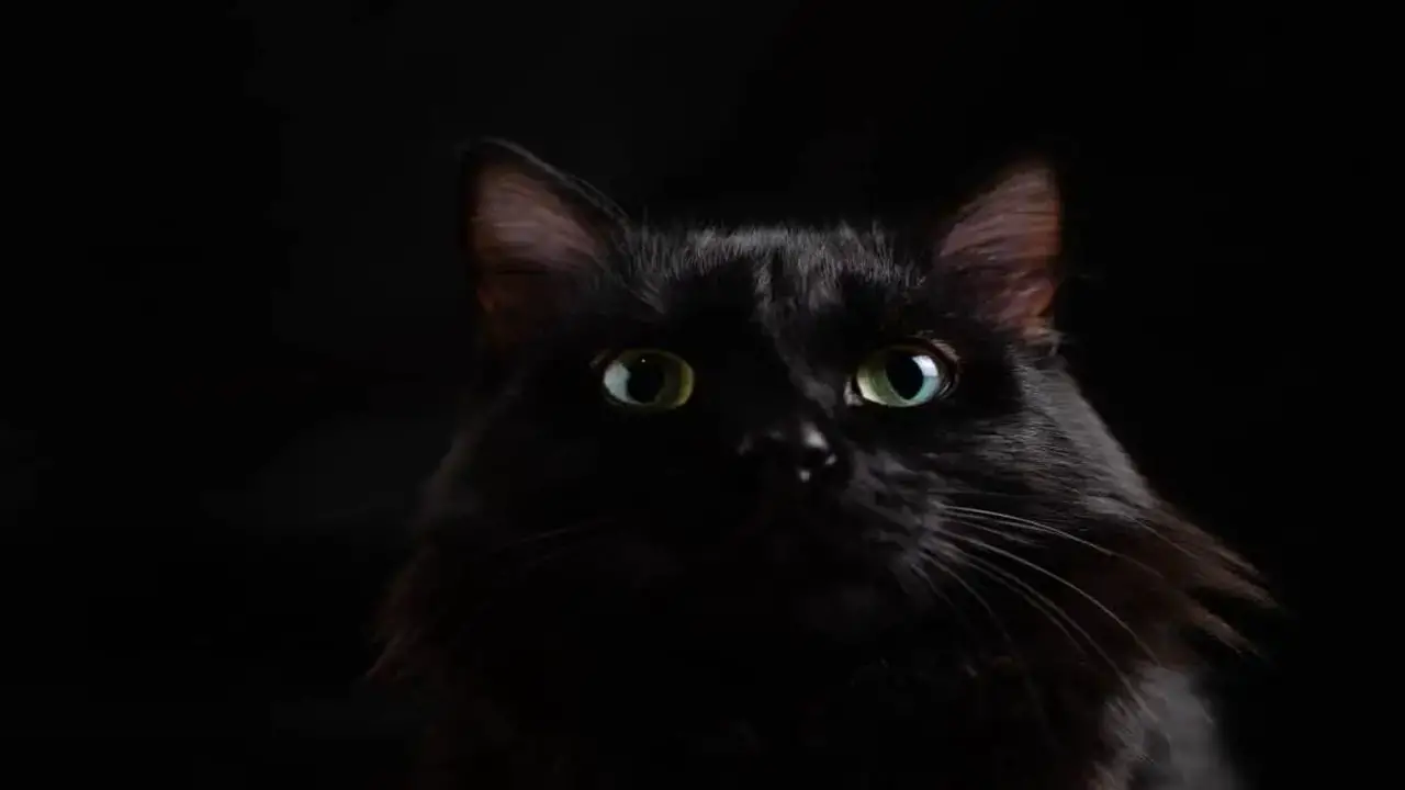 How Do Cats See In The Dark