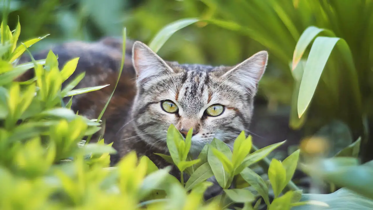 How Do I Ensure A Safe Environment For My Cats