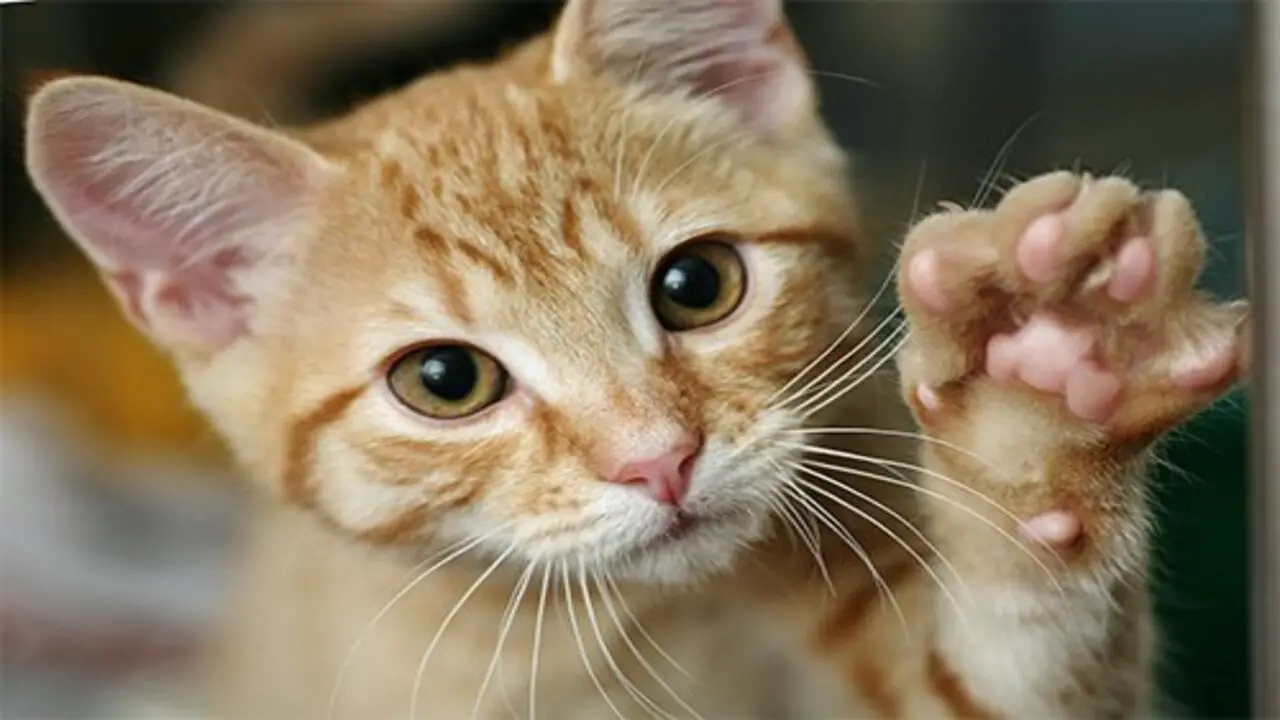 How Painful Is Cat-Paw Pad Callus For Cats