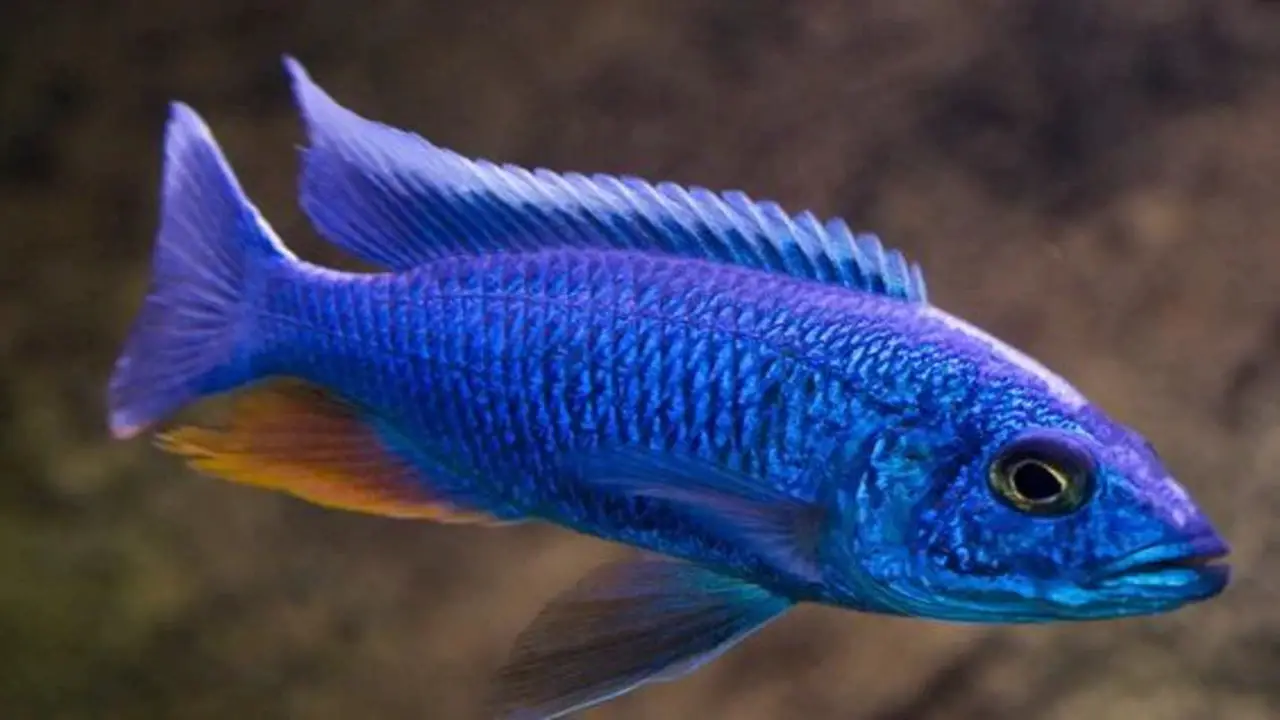 How To Add An Electric Blue Cichlid To The Aquarium