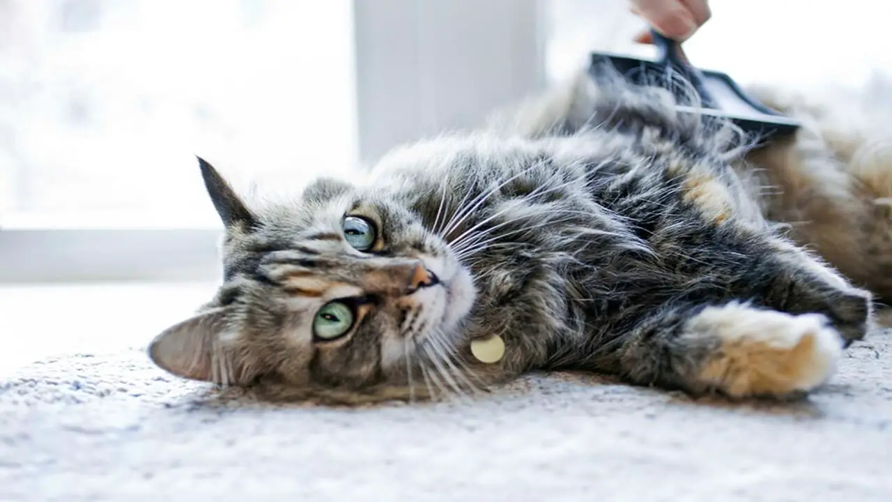 How To Care For Different Types Of Cat Fur- Texture