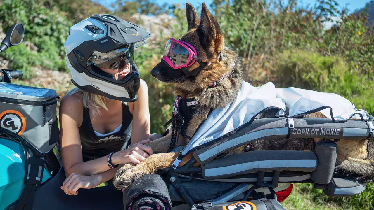 How To Ensure The Safety Of Your Dog While Riding
