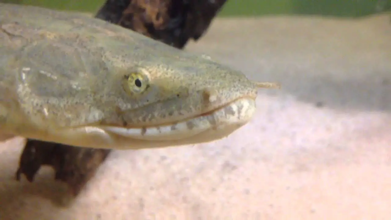 How To Ensure Your Dinosaur Bichir Teeth Stay Strong