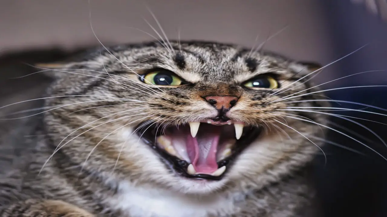 How To Handle A Growling Cat