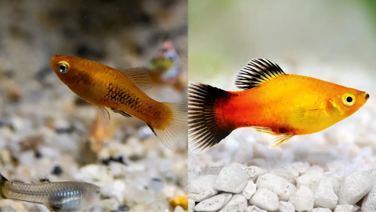 How To Help A Platy Fish Recover After Giving Birth