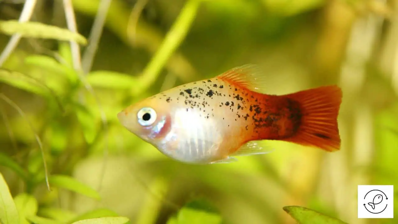 How To Identifying Signs Of A Pregnant Platy Fish