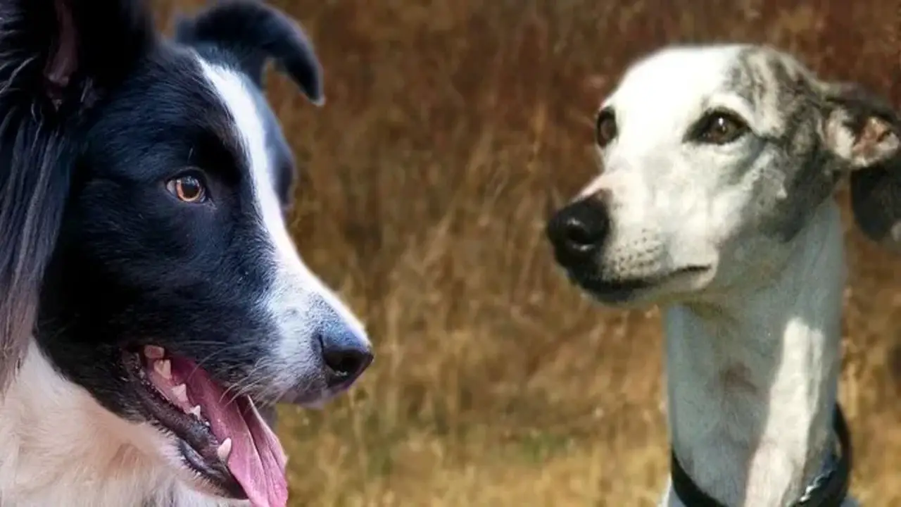 How To Train Border Collie Whippet Mix Dog