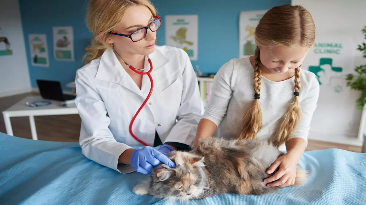 Importance Of Regular Veterinary Check-Ups To Monitor Your Cat's Health
