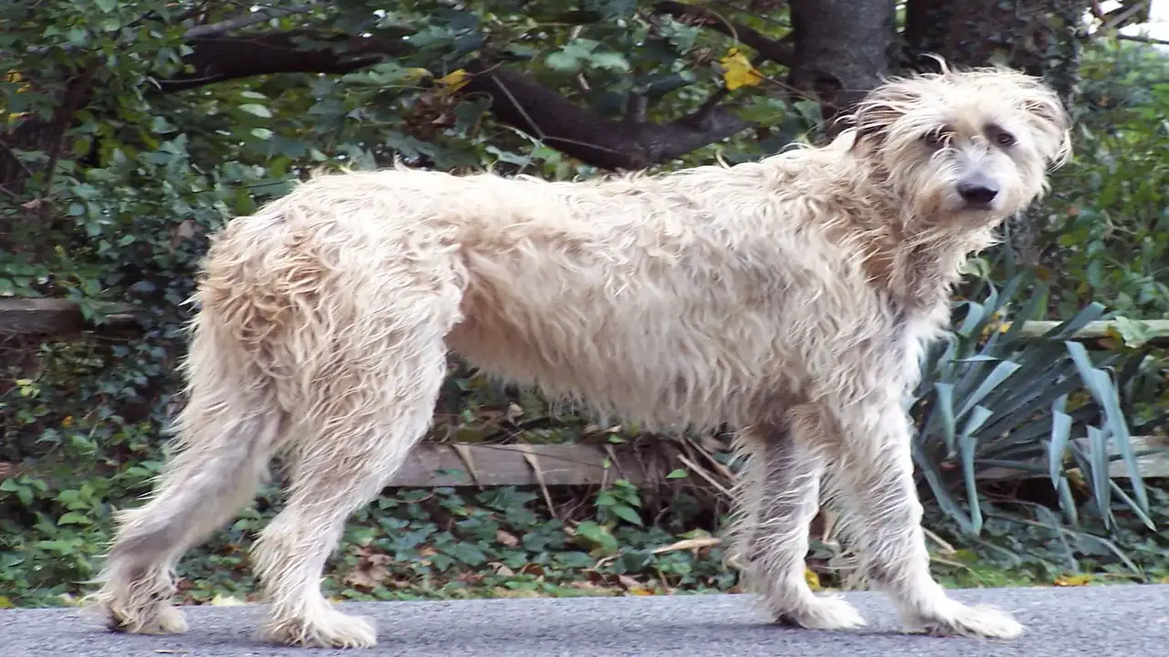 Living Needs Of An Irish Wolfhound Lab-Mix