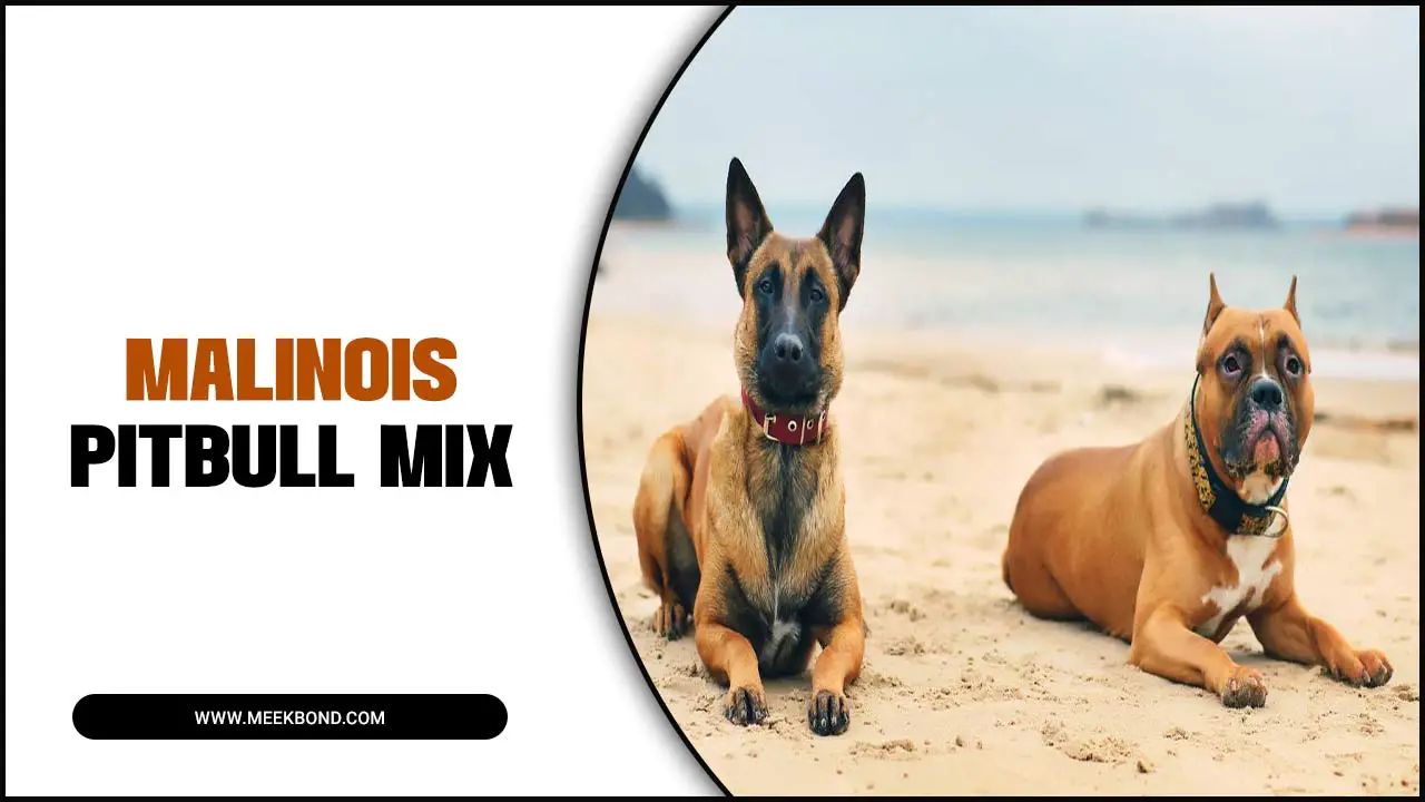 Belgian Malinois Pitbull Mix – A Comprehensive Guide